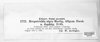 Herpotrichia nigra image